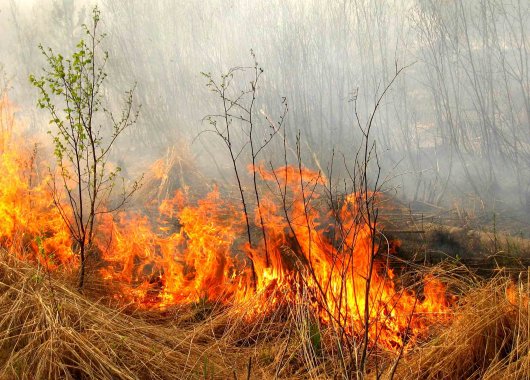 Управління ДСНС України у Чернівецькій області закликає громадян не спалювати стерню
