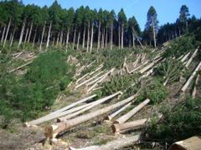 Розкрадання лісу на Буковині та причетних до цього посадових осіб