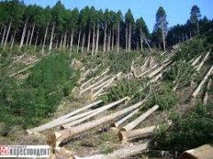 Правоохоронці виявили незаконну рубку дерев у ДП «Берегометське ЛМГ»