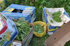 Поблизу річки Прут знайдено ящики та пакети з наркотиками
