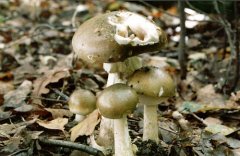 На Буковині семеро людей отруїлись грибами