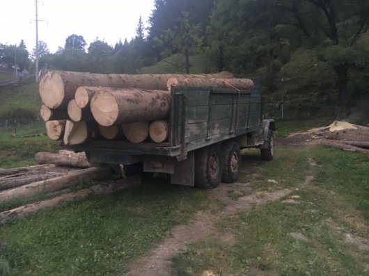 Низку правопорушень у лісовій галузі викрила СБУ на Буковині