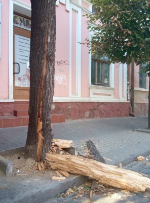 У центрі Чернівців не тільки штукатурка з будинків обвалюється, а й дерево може впасти на голову
