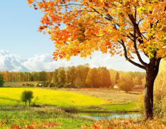 Вересень на Буковині буде по-літньому теплим 