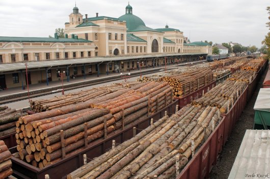 Україна вийшла на перше місце у світі за експортом дров!