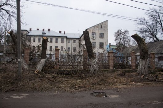 Чернівецький художник протестує проти вирубування міських дерев 