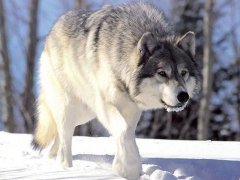 На Буковині вбили вовка-ватажка вагою 57 кілограмів