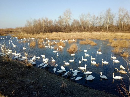 У загиблих  лебедів на Буковині підтвердився пташиний грип
