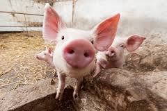 У сусідніх з Буковиною областях поширюється африканська чума свиней. Стережімося