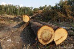 Майстер лісу завдав державі збитків на півмільйона гривень