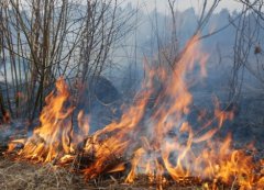 Буковинців попереджають про небезпеку спалювання сухої трави