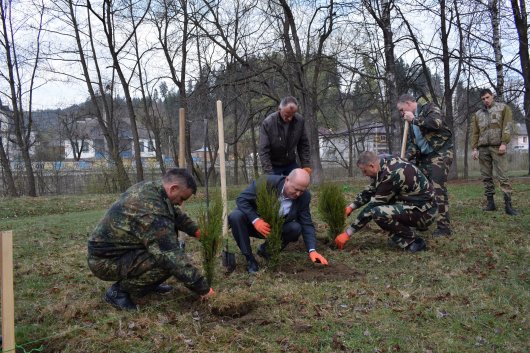 Путильський лісгосп висадив дерева на вшанування путильчан, що ліквідовували Чорнобильську аварію