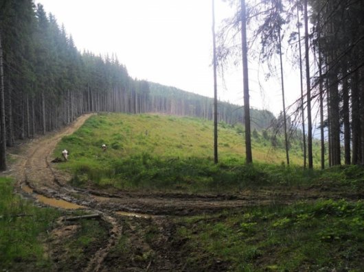 Путильський лісгосп активно продовжує лісокультурну кампанію, призупинену через сніги і холод