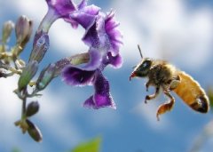 У Сокирянах трують сади, людей і бджіл