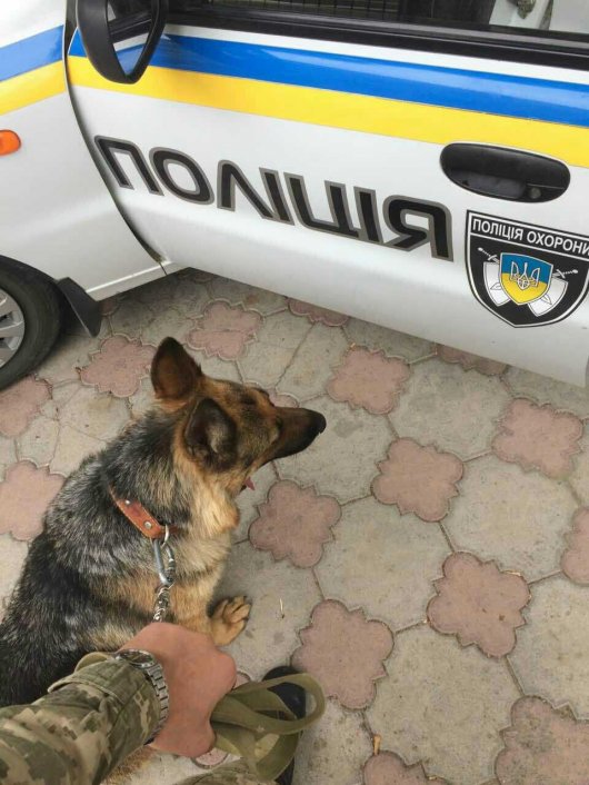 На Буковині прикордонник-кінолог зі службовим собакою допоміг виявити злодія 10 тисяч гривень