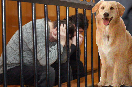 Новим законом збільшено кримінальну відповідальність за жорстоке поводження з тваринами