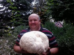 На Хотинщині знайдено гриб-гігант вагою у 2 кг