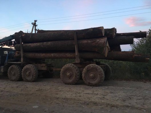На Буковині СБУ затримала лісовози з деревиною без документів