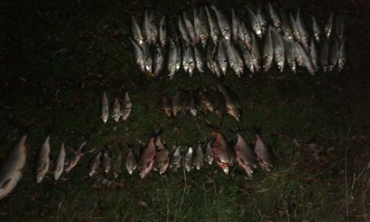 Чернівецький рибоохоронний патруль затримав двох порушників за вилов червонокнижної риби