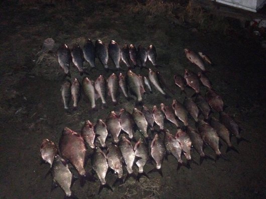 На Буковині затримали браконьєрів за вилов червонокнижної риби на суму 100 тисяч гривень