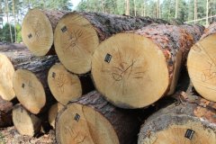 Держлісгоспи Буковини реалізували 11,9 тис кубометрів лісоматеріалів заготівлі першого кварталу-2018. Електронні торги суттєво підняли ціну на тверді породи