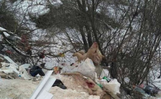 Знову тушки мертвих свиней на Буковині