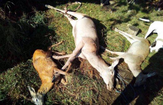 На Буковині браконьєри вбили оленів