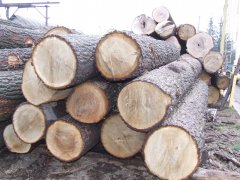 Держлісгоспи Буковини виставили на аукціон 24,7 тис кубометрів лісоматеріалів