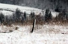 На Буковині у снігу знайшли мертвим екс-депутата