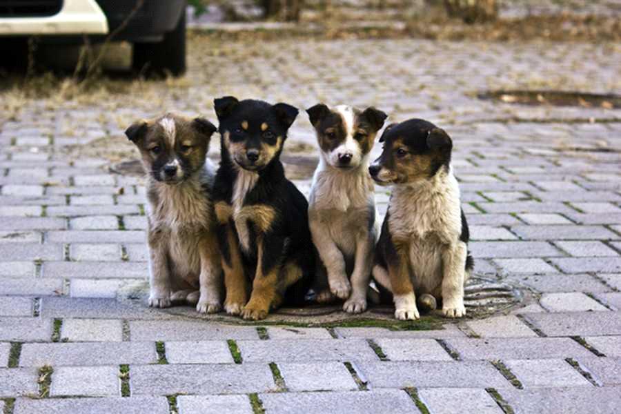 Основні причини появи бездомних собак